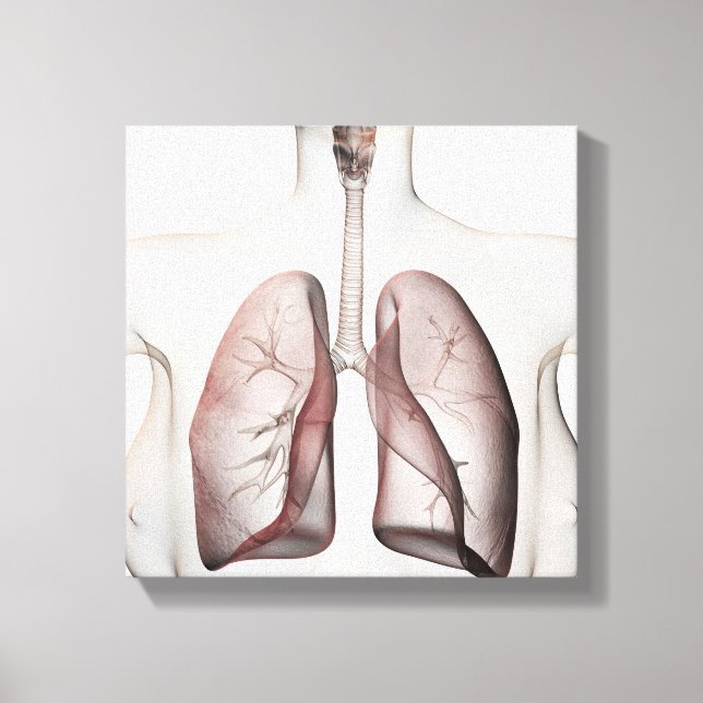 3D View Of The Female Respiratory System 1 Canvas Print (Front)