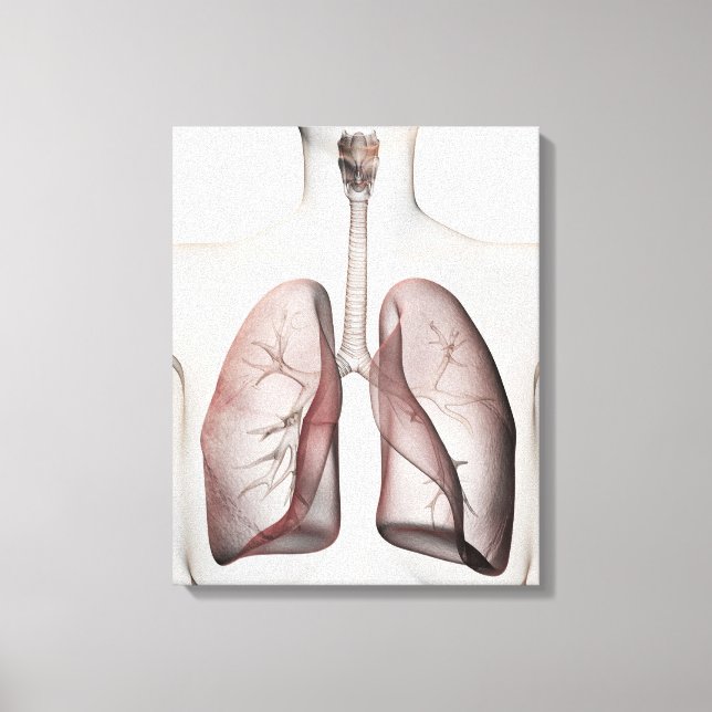 3D View Of The Female Respiratory System 1 Canvas Print (Front)