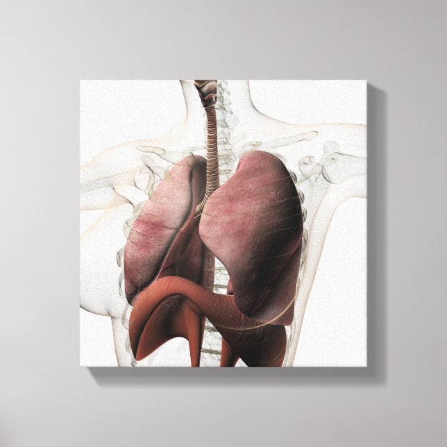 3D View Of The Female Respiratory System 3 Canvas Print (Front)