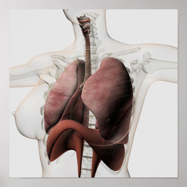 3D View Of The Female Respiratory System 3 Poster (Front)