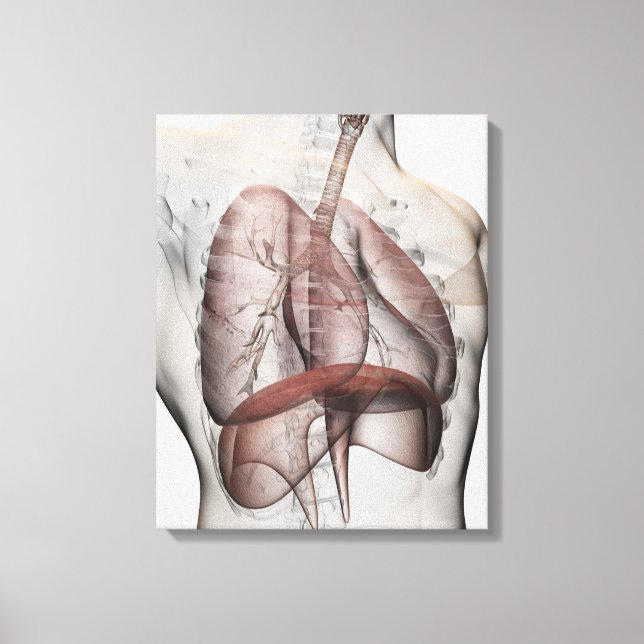 3D View Of The Male Respiratory System Canvas Print (Front)