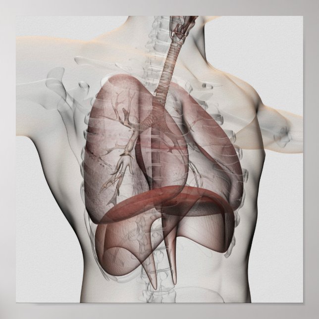 3D View Of The Male Respiratory System Poster (Front)