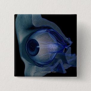 3d wireframe of the eye muscles in a socket 15 cm square badge