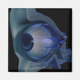 3d wireframe of the eye muscles in a socket magnet
