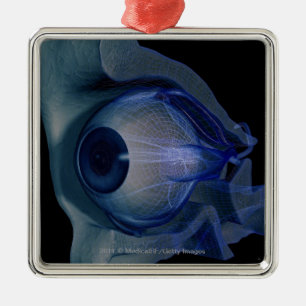 3d wireframe of the eye muscles in a socket metal tree decoration