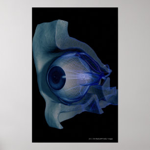 3d wireframe of the eye muscles in a socket poster