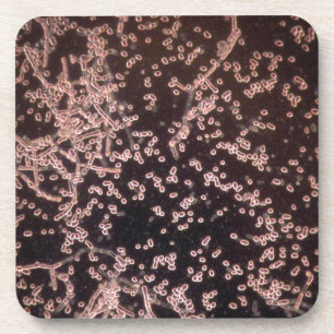 3D Yeast microscopic wet mount Coaster