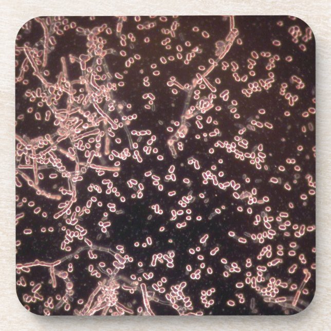 3D Yeast microscopic wet mount Coaster (Front)