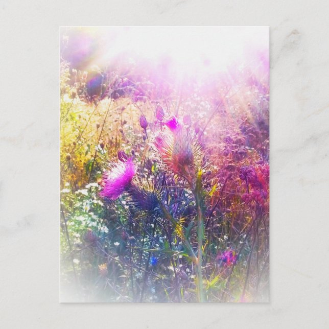 3THISTLES POSTCARD (Front)