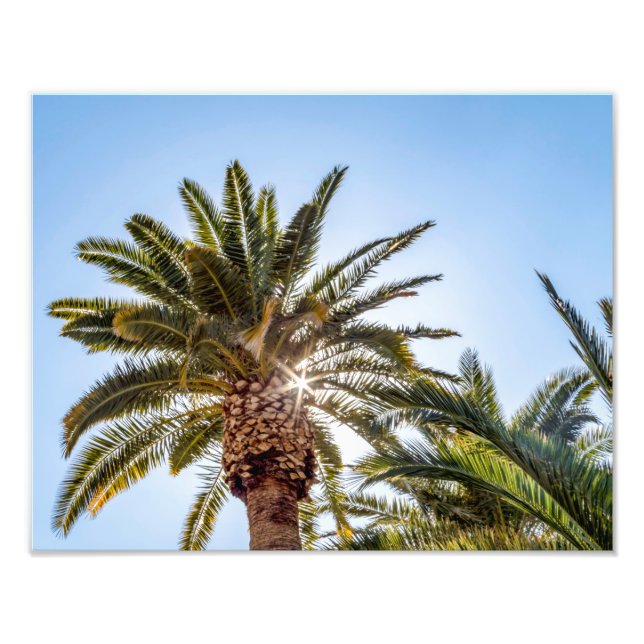 4024-Palm Tree with Sunburst Photo Print (Front)