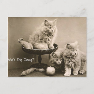 44 Pets Postcard