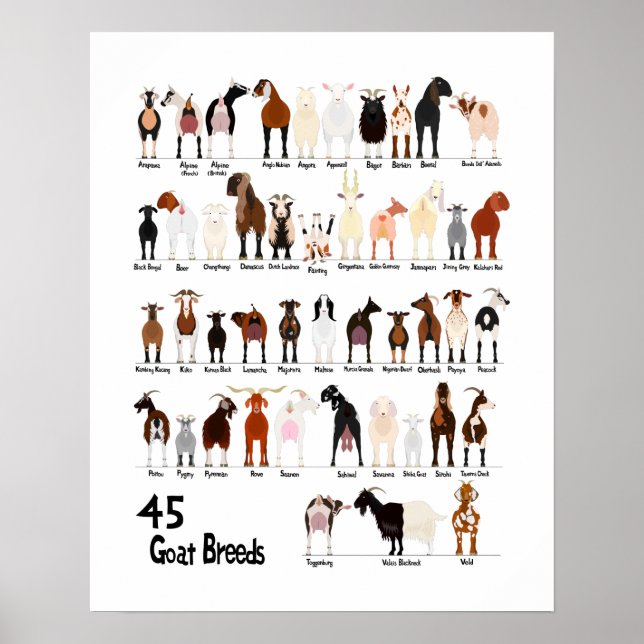 45 breeds of goats chart (Front)