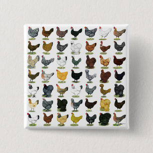 49 Chicken Hens 15 Cm Square Badge