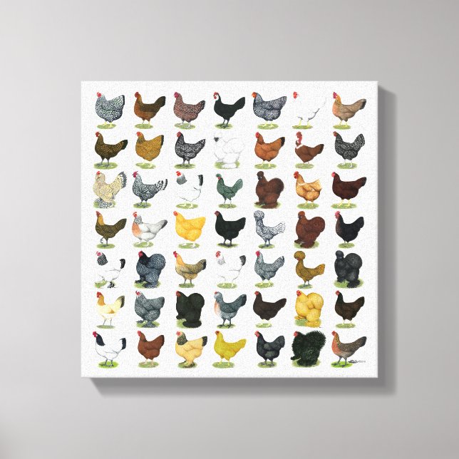 49 Chicken Hens Canvas Print (Front)