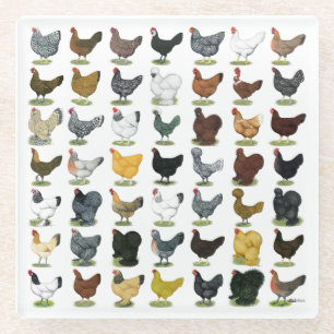 49 Chicken Hens Glass Coaster