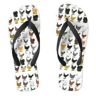 49 Chicken Hens Jandals