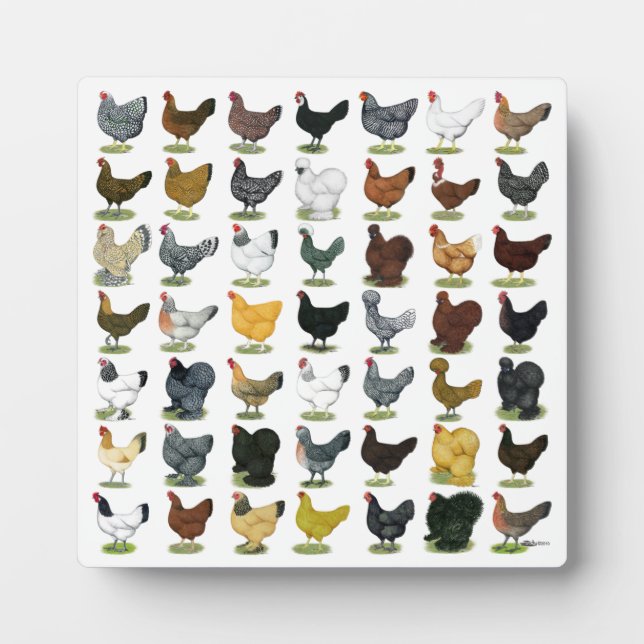 49 Chicken Hens Plaque (Front)