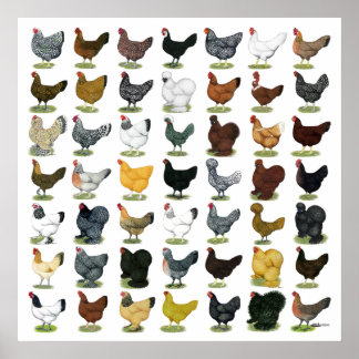 49 Chicken Hens Poster