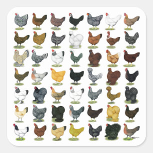 49 Chicken Hens Square Sticker