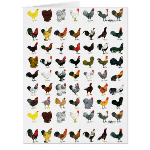49 Roosters