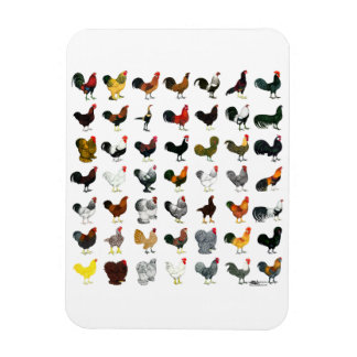 49 Roosters Magnet