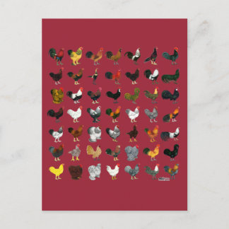 49 Roosters Postcard