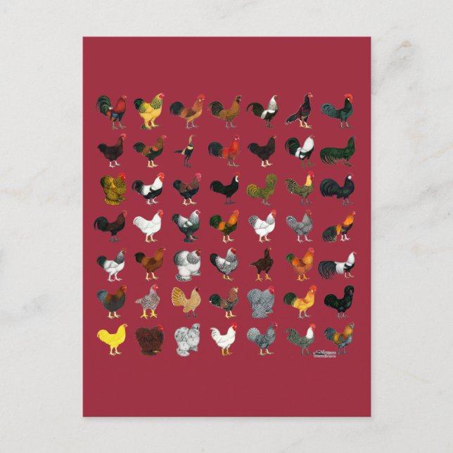 49 Roosters Postcard (Front)