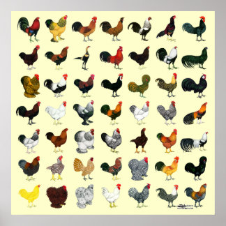 49 Roosters Poster