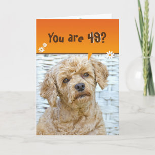 49th birthday brown poodle on wicker card