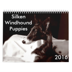 4 2016 Silken Windhound Puppies Calendar