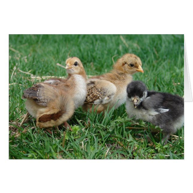 4 Bantam Chicks (Front Horizontal)