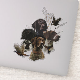 4 German Shorthaired Pointer Colours 