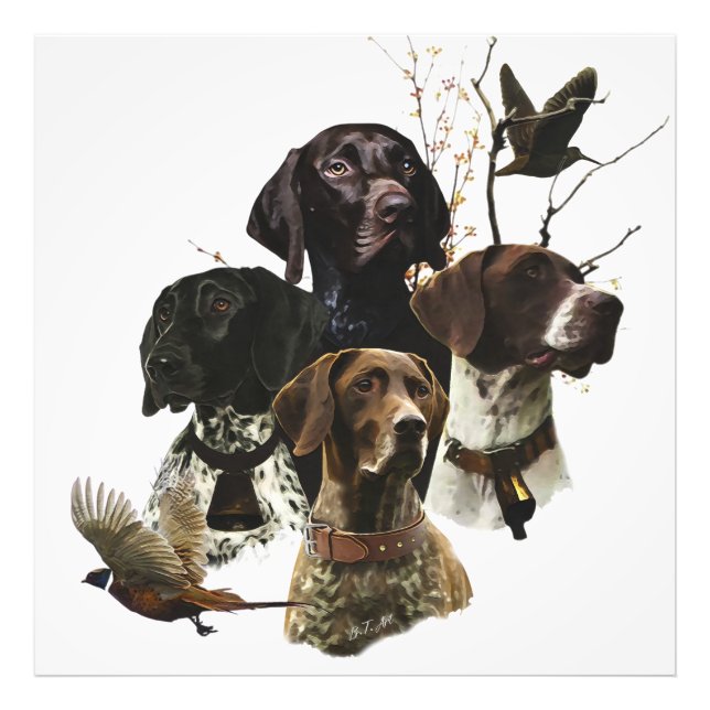 4 German Shorthaired Pointer Colours  Photo Print (Front)