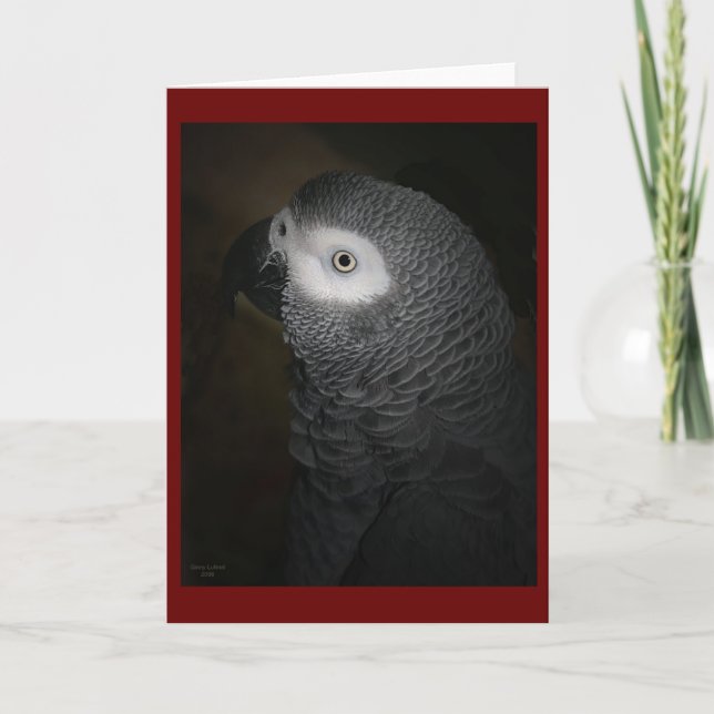 4-GREY PARROT CARD (Front)