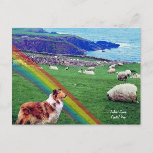 4.  Ireland Coast,  Collie & Flock of Sheep Postcard