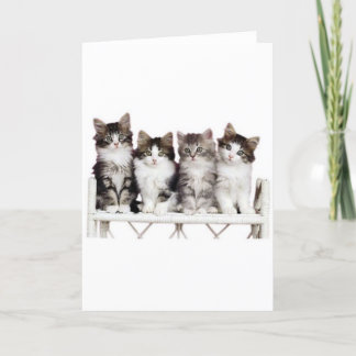 4 kittens on a bench card