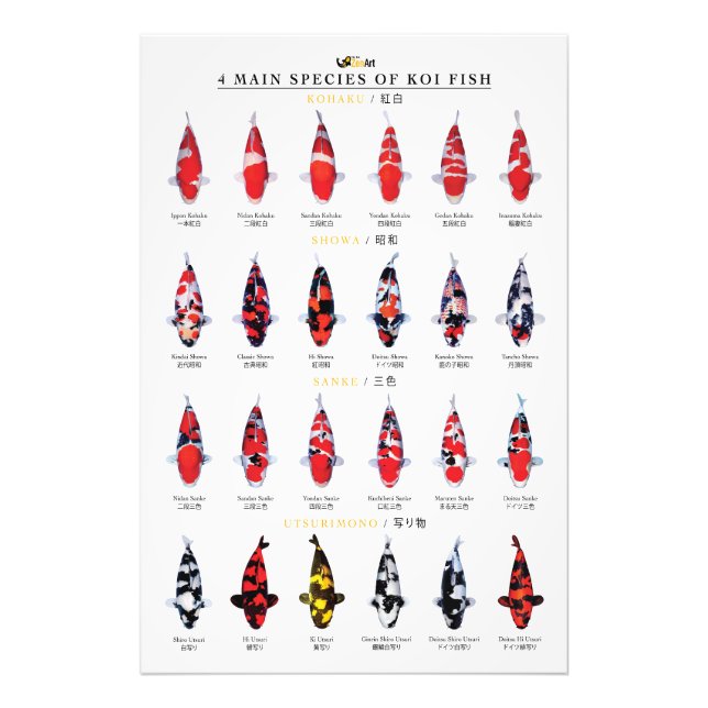 4 main species of koi fish photo print (Front)