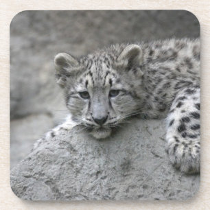 4 month old Snow leopard cub draped over a rock Coaster