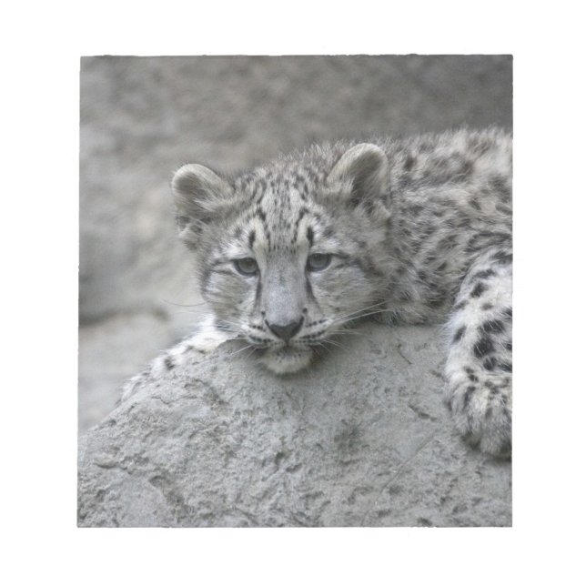 4 month old Snow leopard cub draped over a rock Notepad (Front)