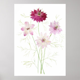 4 pink magenta nigella flower flowers wildflower  poster