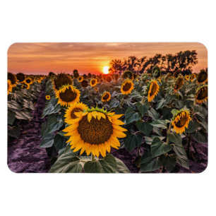 4x6 Flat Magnet