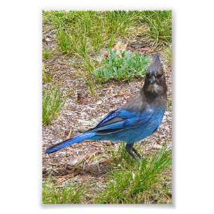 4x6 photo blue jay print
