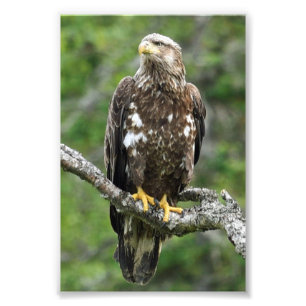 4x6 photo eagle print