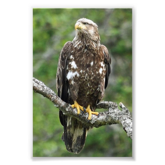 4x6 photo eagle print (Front)