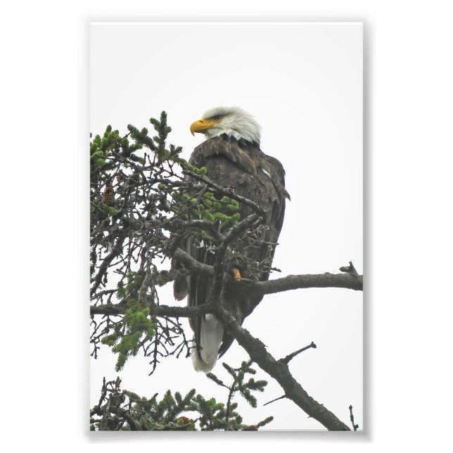 4x6 photo eagle print (Front)