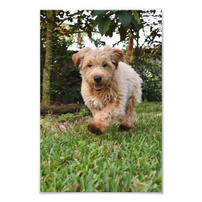 4x6 photo golden doodle puppy (Front)
