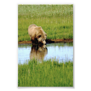4x6 photo  grizzly bear print