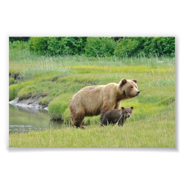 4x6 photo grizzly bears print (Front)