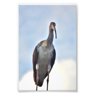 4x6 photo of crane print