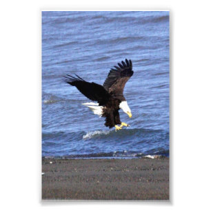 4x6 photo of eagle